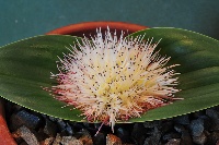 Massonia pygmaea kamiesbergensis
